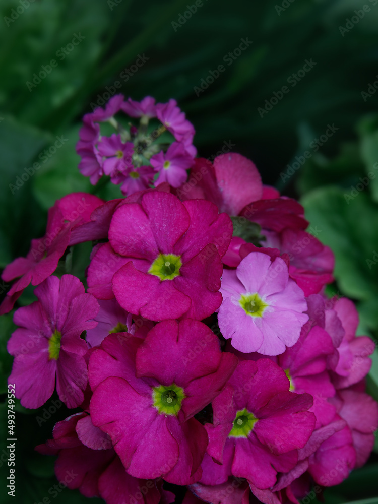 Perennial primrose or primula in the spring garden. Perennial primrose or primula in the spring garden.