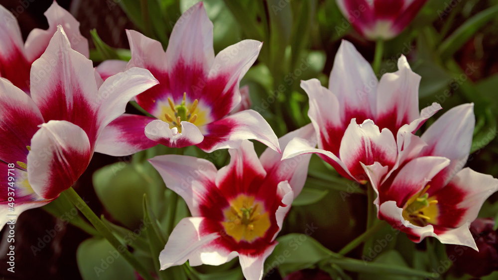 Tulip. Beautiful bouquet of tulips close up. colorful tulips in spring Tulip. Beautiful bouquet of tulips close up. colorful tulips in spring