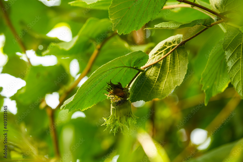 Heranwachsende Haselnuss zwischen grünen Blättern im Baum Heranwachsende Haselnuss zwischen grünen Blättern im Baum