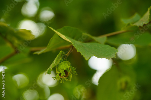 Haselnüsse im Gegenlich zwischen grünen Blättern im Strauch / Baum - Haselnuss und grüne Blätter