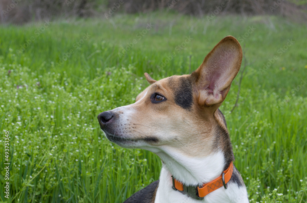 Cute dog in a collar on a walk. Outdoors on a green spring meadow.