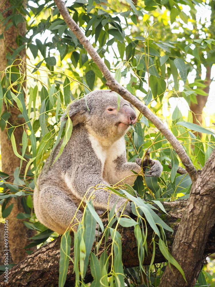 Fototapeta premium コアラ
