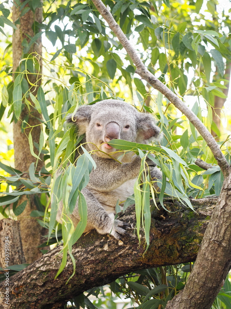 Fototapeta premium コアラ