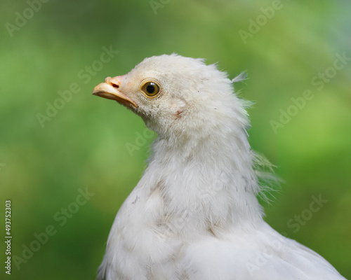 Close up of white young Poland chick © erwin
