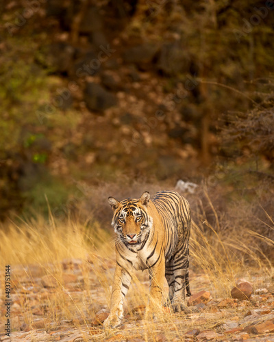 wild bengal male tiger walking head on in natural scenic background in summer season at ranthambore national park or tiger reserve sawai madhopur rajasthan india - panthera tigris tigris © Sourabh