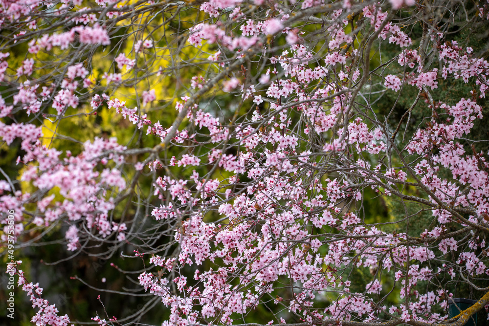 Almond blossoms of pink and purple in their beautiful petals that are born with the arrival of spring, and are preparing to give a great color and life. Almond blossoms of pink and purple in their beautiful petals that are born with the arrival of spring, and are preparing to give a great color and life.