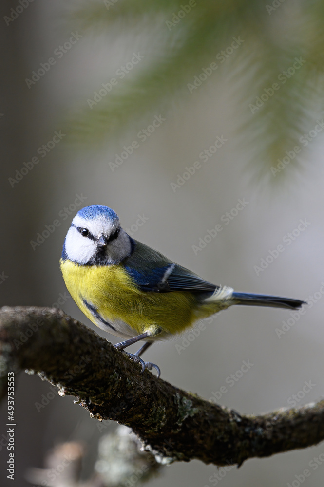 Obraz premium Blaumeise Nahaufnahme mit unscharfem Hintergrund