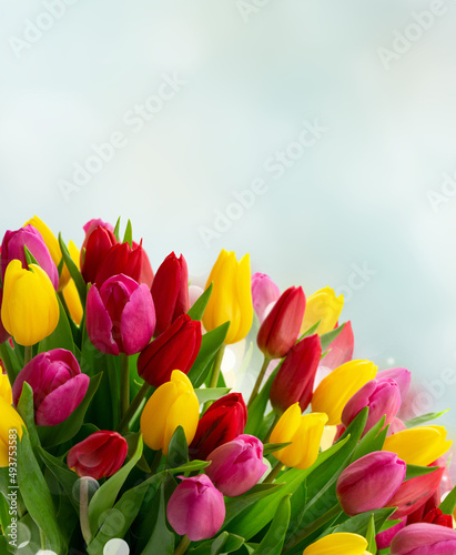Fototapeta Naklejka Na Ścianę i Meble -  bouquet of fresh tulips flowers