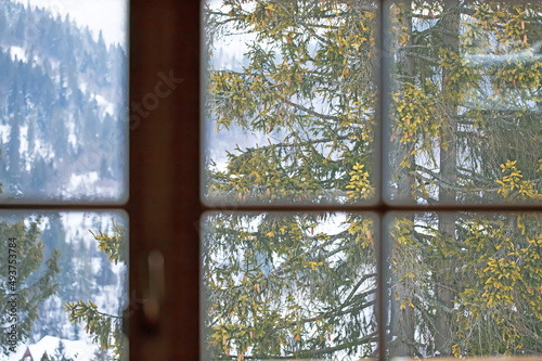 view from the window on the snow-covered forest. Carpathians. Ukraine. window to Europe