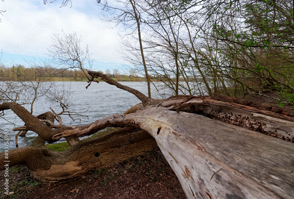 Alluvial forest in the National nature reserve of  Saint-Mesmin. Loire valley