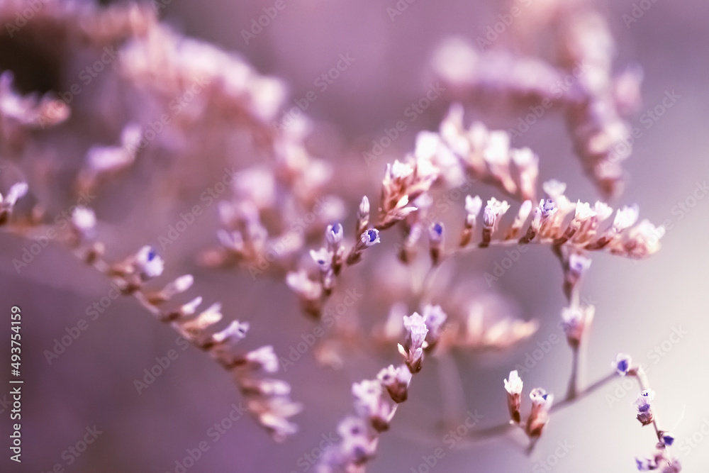 background with lilac wildflowers and herbs. macro photography. background with lilac wildflowers and herbs. macro photography.
