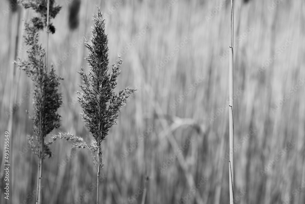 Fototapeta premium reed in the wind