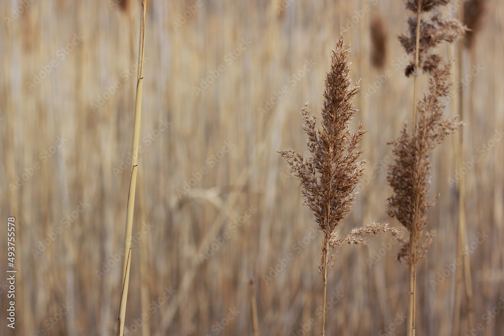 Fototapeta premium close up of wheat