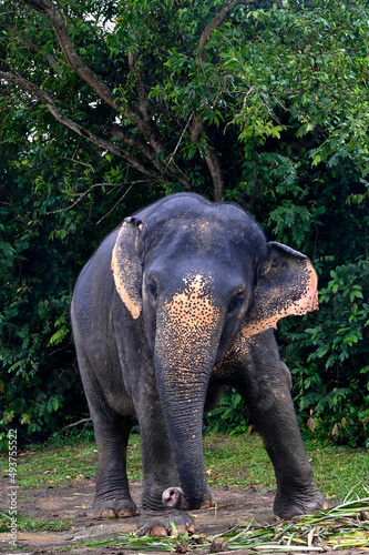 happy elephant 