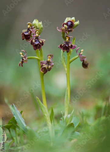 Ophrys x castroviejoi, Hybrid wild orchid Ophrys scolopax x Ophrys speculum, Andalusia, Spain.