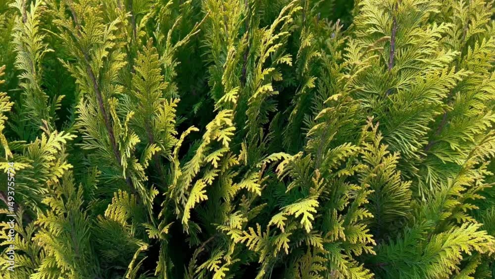 Hedge of cypress trees as floral background closeup. Cypress line grows in garden. Tropical spruce plant in town ornament