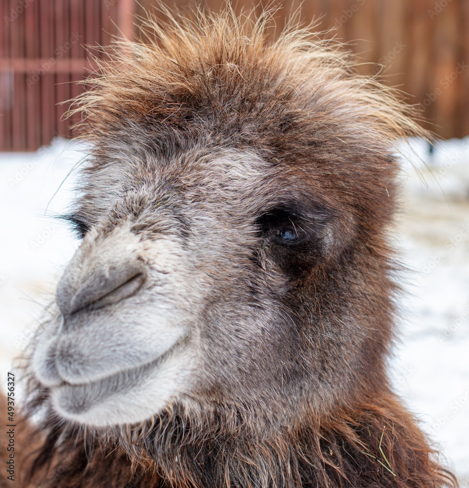 Camel portrait in the zoo.