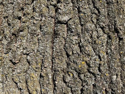 Pine tree bark texture with powerful natural pattern