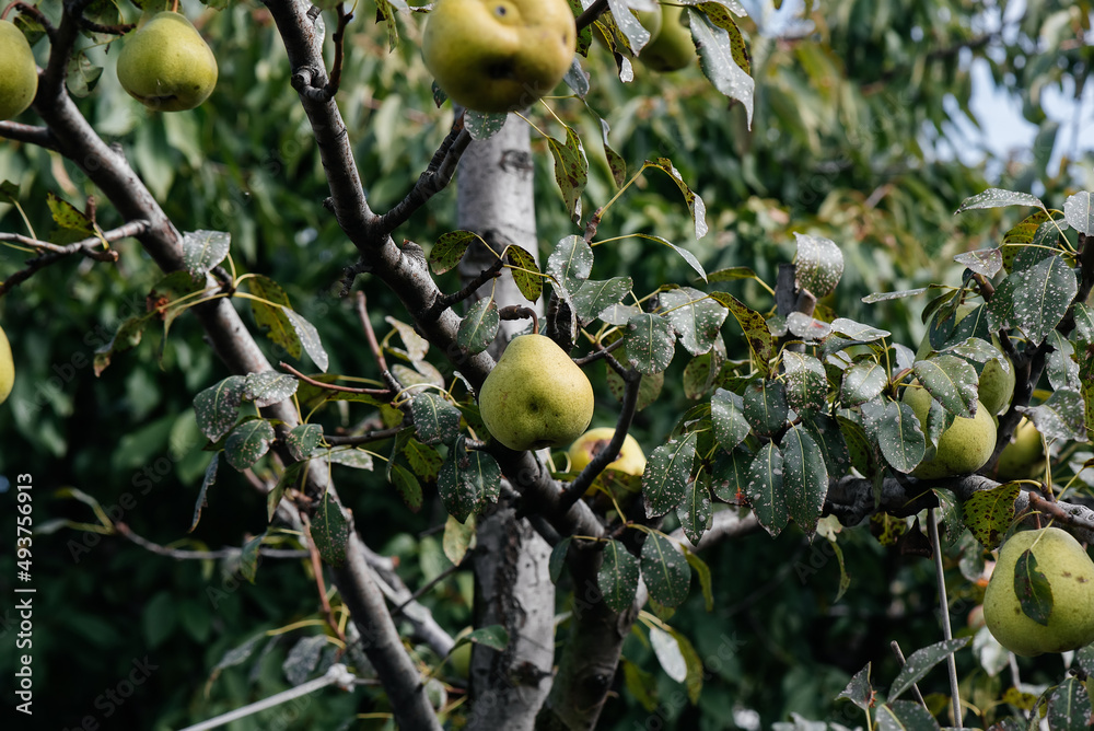 Ripe, mature pears grow close-up on trees in the garden. Agriculture and healthy organic food. Natural and environmentally friendly agriculture.