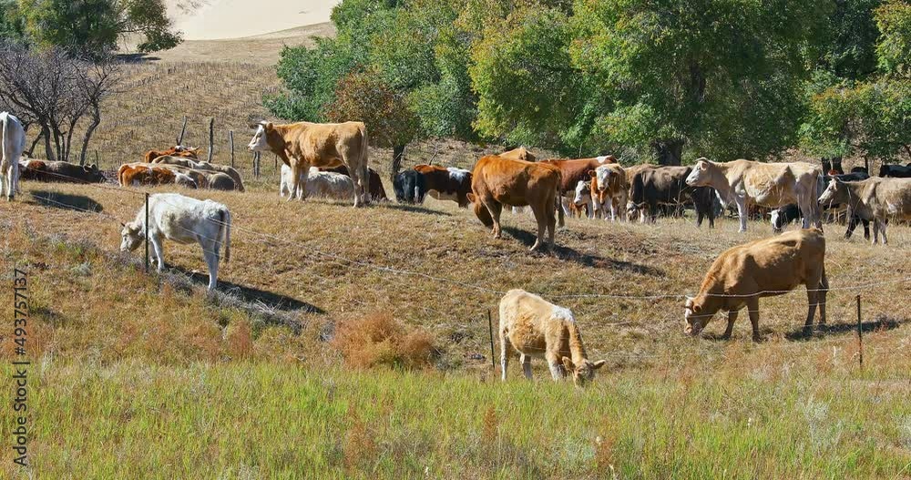 Cow herd in pasture in autumn. Beautiful grassland landscape in Inner Mongolia, China. Cow herd in pasture in autumn. Beautiful grassland landscape in Inner Mongolia, China.
