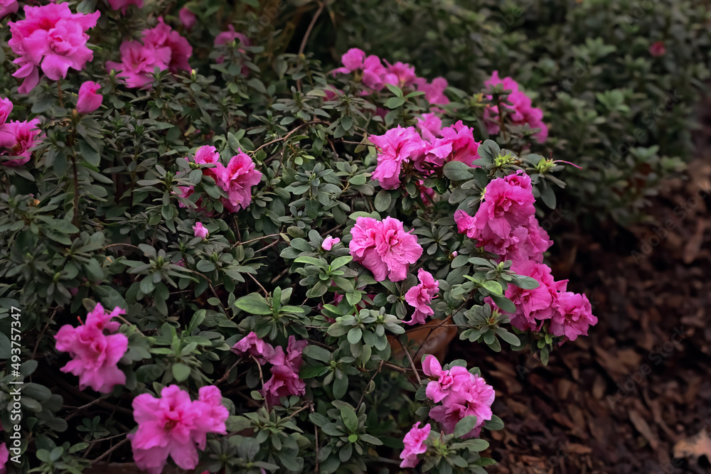 Azalea bushes with pink flowers, background with azalea flowers Azalea bushes with pink flowers, background with azalea flowers
