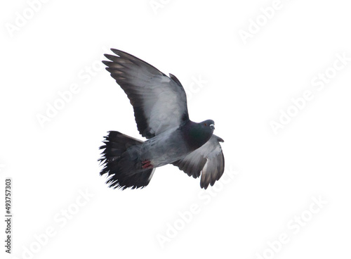 Pigeon in flight isolated on white
