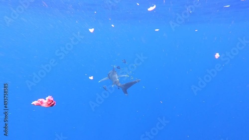 Shark wounded by plastic fishing net swims in search of tuna fish against blue background of underwater ocean abyss, surrounded by school of fish. Plastic pollution. Ecological disaster in the wild. photo