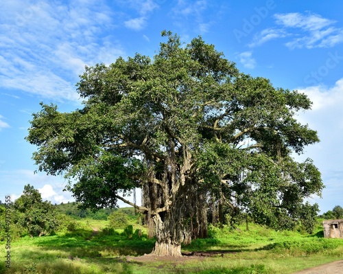 landscape with Banyan or banian (disambiguation) tree. photo
