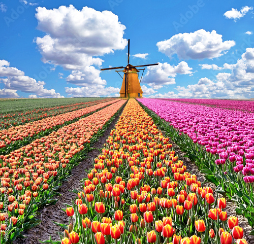 Obraz na płótnie Beautiful magical spring landscape with a tulip field and windmills in the background of a cloudy sky in Holland. Charming places. w salonie