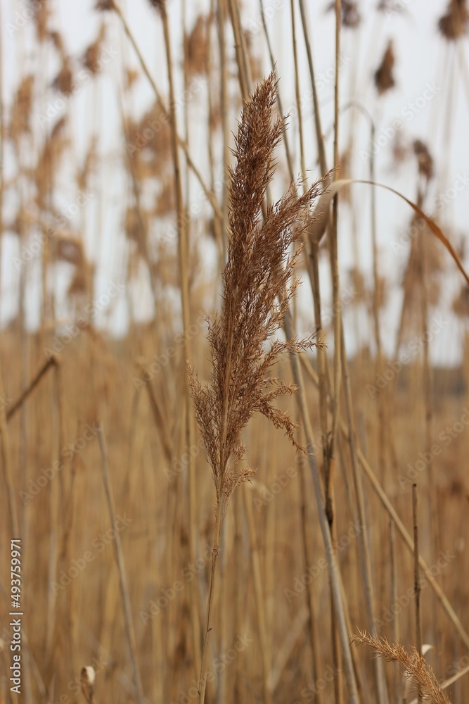 Fototapeta premium grass in the wind