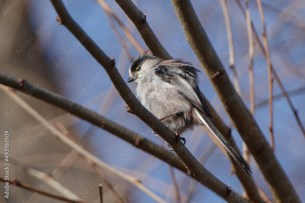 Naklejka premium 枝にとまるエナガ