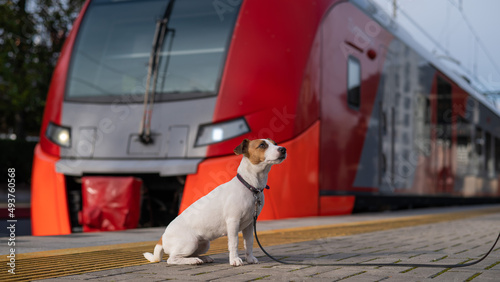 Jack Russell Terrier dog sits alone at the train station outdoors. © Михаил Решетников
