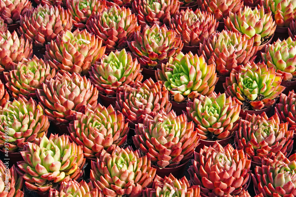 Fototapeta premium Close up of succulent plants in a greenhouse, North China