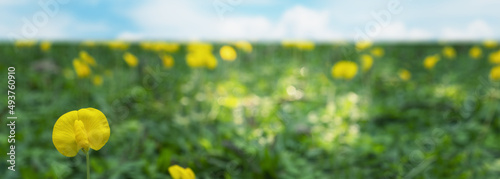 Foto panorama Pinto peanut or Arachis pinto, Yellow flower selectived focus wiht boke
