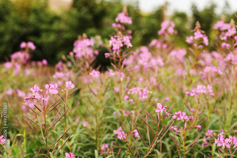 pink purple blossoms of Chamaenerion angustifolium flowers or fireweed fire weed or willowherb willow herb, plant used in preparation of traditional Russian chai fermented tea pink purple blossoms of Chamaenerion angustifolium flowers or fireweed fire weed or willowherb willow herb, plant used in preparation of traditional Russian chai fermented tea