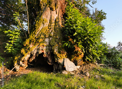 Excavation naturelle au bas du tronc d'un châtaignier vénérable, France photo