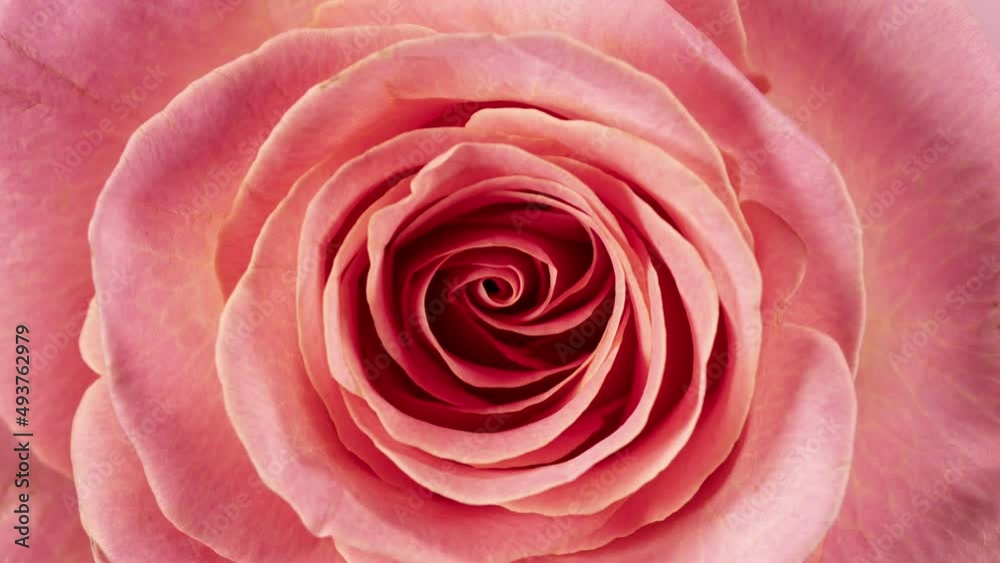 Beautiful opening pink rose . Petals of Blooming pink rose flower open, time lapse . Beautiful opening pink rose . Petals of Blooming pink rose flower open, time lapse .