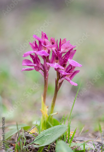 Pink Butterfly Orchid, Orchis papilionacea, Andalusia, Spain