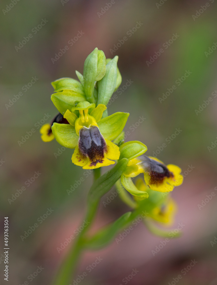 Yellow bee orchid (Ophrys alpujata), wild orchid in Andalusia, Southern Spain. Yellow bee orchid (Ophrys alpujata), wild orchid in Andalusia, Southern Spain.