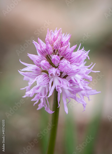 Naked Man Orchid  Orchis italica  Andalusia  Southern Spain.