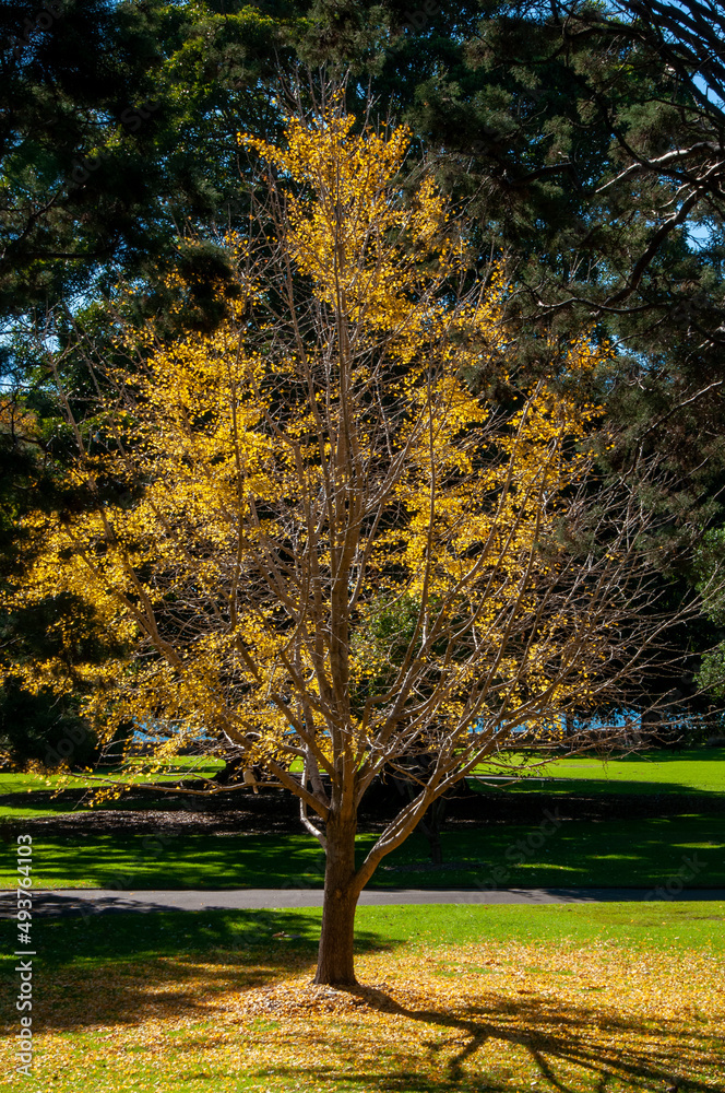 Sydney Australia, landscaped park view with autumn tones of a Ginkgo Biloba or Maiden Hair Tree
