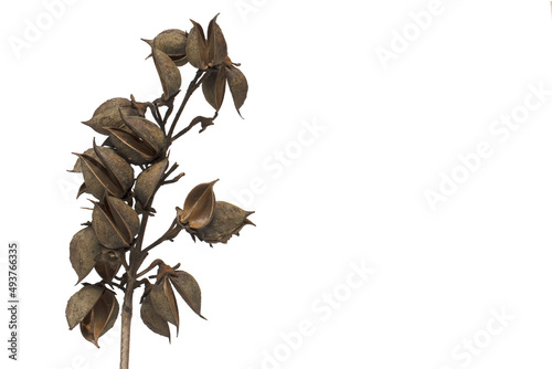 Closeup empty tree fruit pods white background