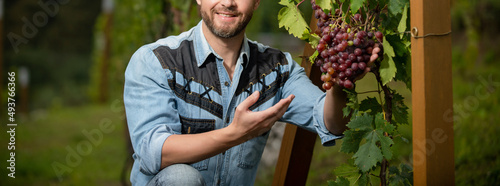 farmer at grapevine. vinedresser with grapes bunch. male vineyard owner. professional winegrower photo