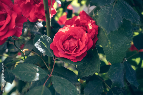 Beautiful fresh roses. Close up of a bush of red rosesin. Natural background, large bush. photo