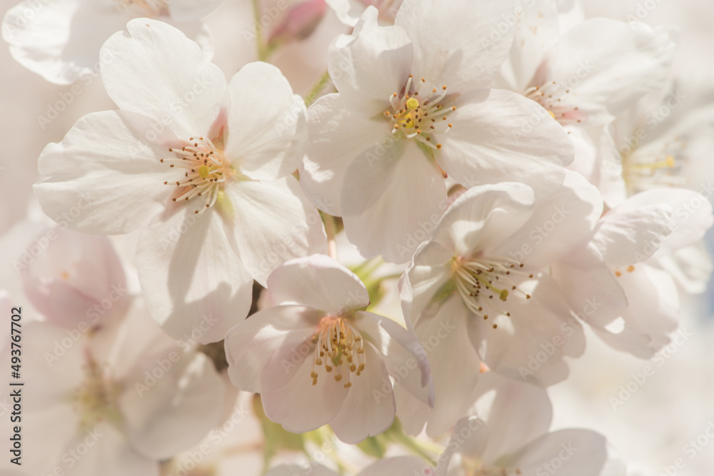 © Milou Dirks - close up macro of blossoming white sakura cherry blossom in spring © Milou Dirks - close up macro of blossoming white sakura cherry blossom in spring