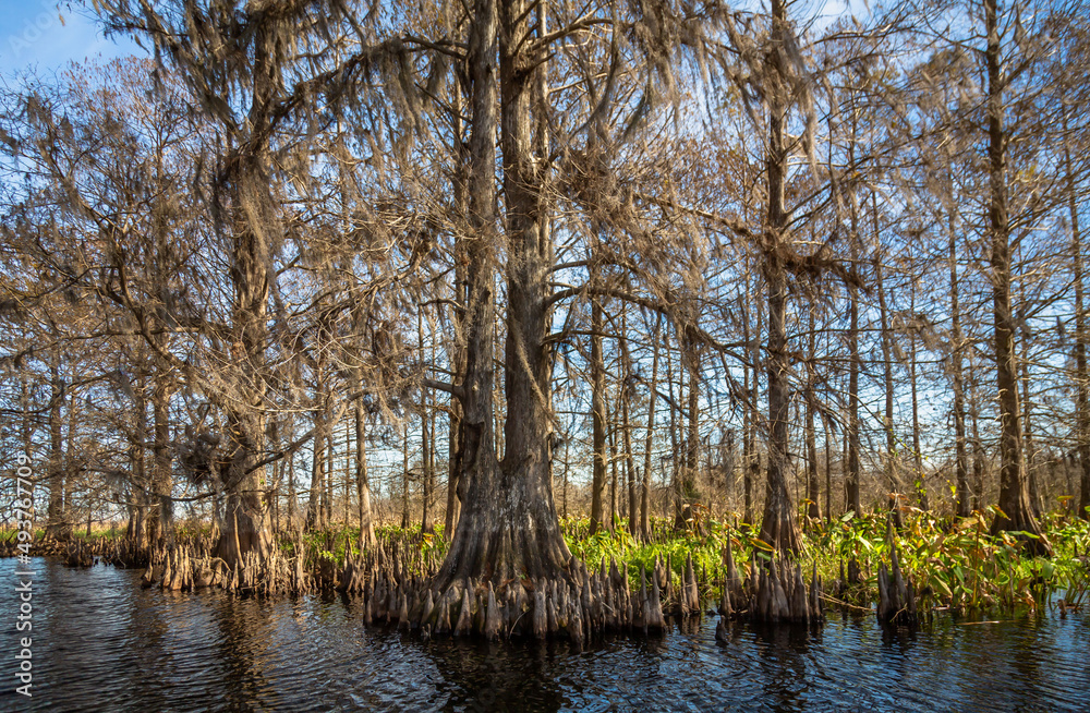 Everglades Landscapes. Orlando Wetlands landscapes exposure while doing a airboat tour.