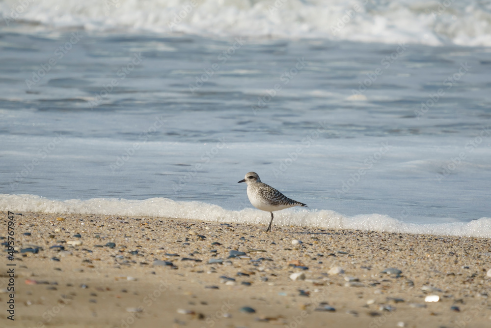 Gray Plover (Pluvialis squatarola) walking on the beach by the sea Gray Plover (Pluvialis squatarola) walking on the beach by the sea
