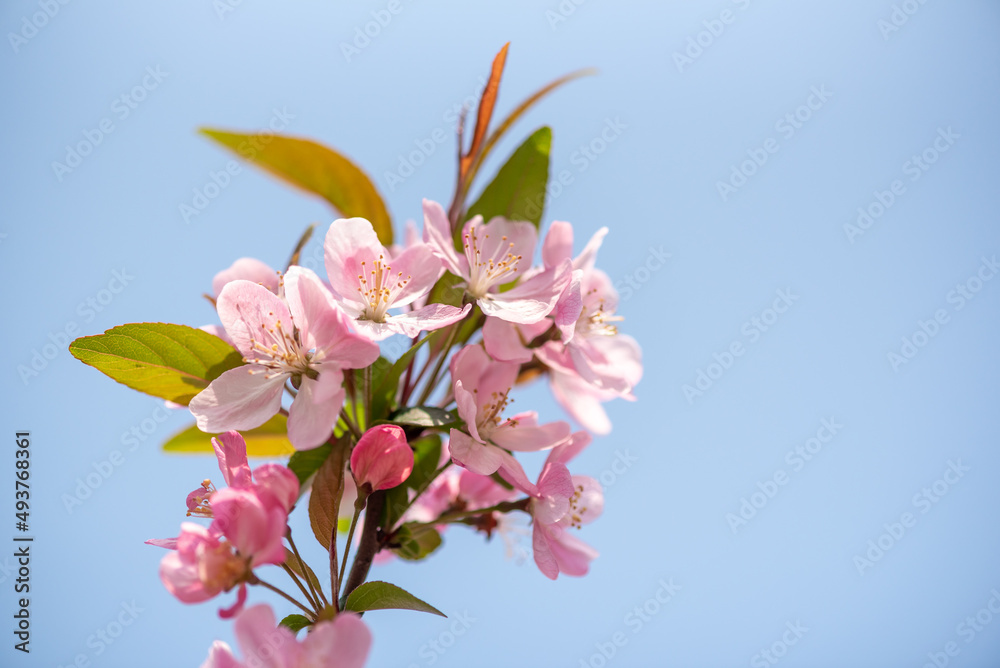 Peach tree flowers against blue sky close-up view in Chengdu, Sichuan province, China