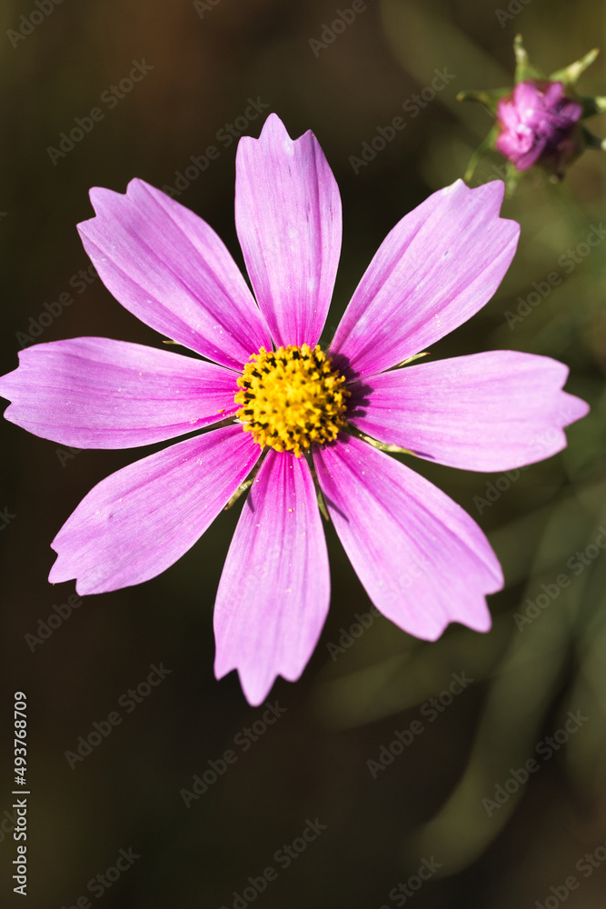 Obraz premium コスモスのクローズアップ