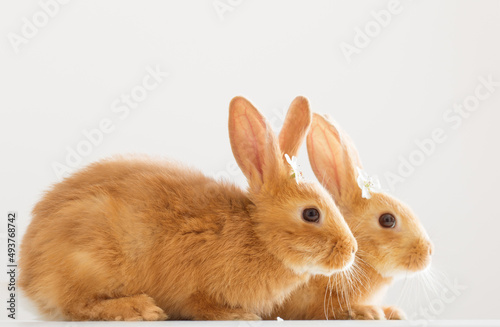 two red rabbits with spring flowers on white background